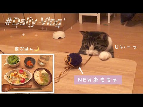 【日常Vlog 】ある日の夜ご飯🌙新しいおもちゃと癒しのあんこ🐈🎀【猫との暮らし】