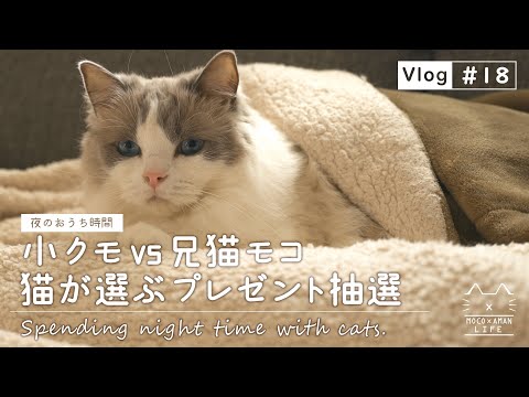 【猫VS赤ちゃんグモ】ラグドール猫と夜の癒しタイム【vlog #18】