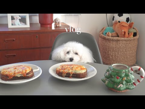 【VLOG】トイプードルと暮らす穏やかな一日|静かな朝・海の散歩・特別な夜