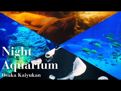 【大阪海遊館VLOG】仕事に疲れたので夜の水族館で癒されてきた