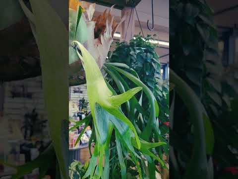 グリーンショップへ🌿#日常vlog #日々 #自然 #観葉植物 #連休 #癒し #癒し動画 #癒しの動画 #夜 #夕暮れ #雲#風 #影